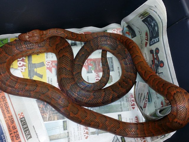 Haitian Boa Chilabothrus striatus