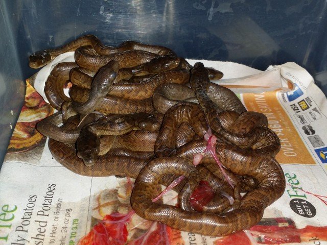 Haitian Boa Chilabothrus striatus