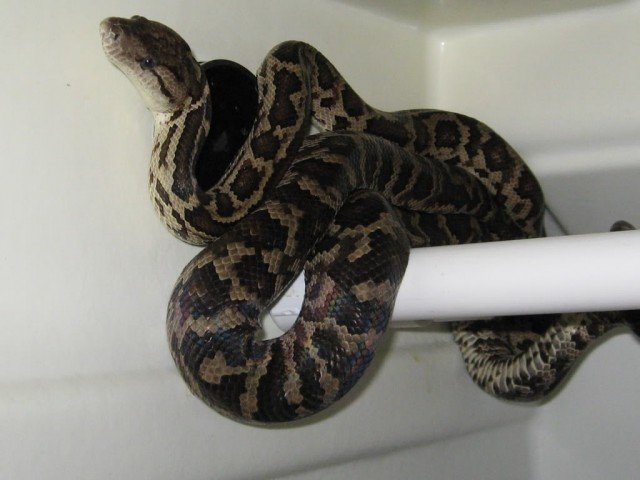 Chilabothrus striatus