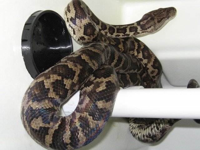 Chilabothrus striatus