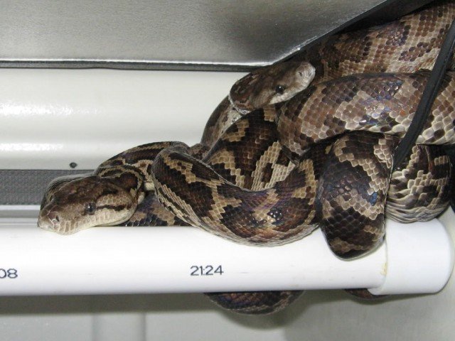 Chilabothrus striatus