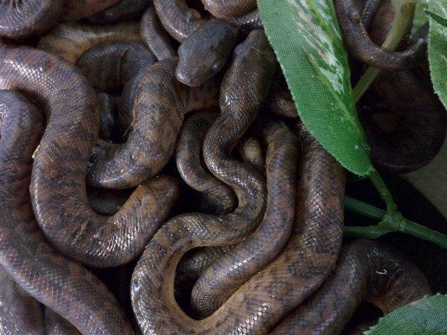 Chilabothrus striatus