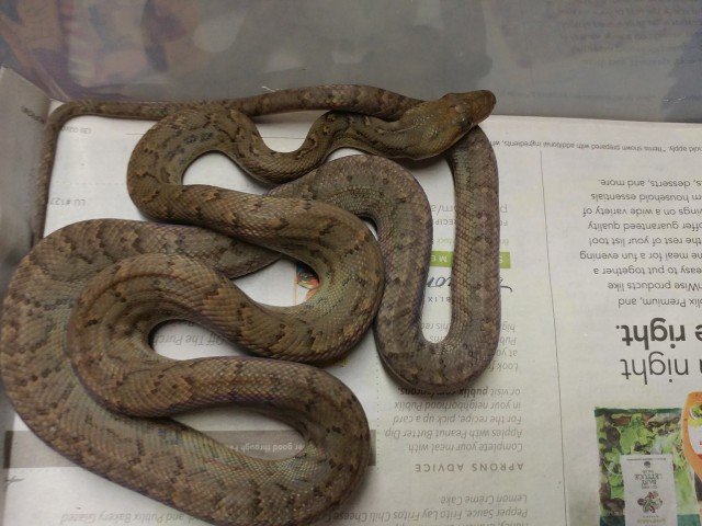 Chilabothrus striatus