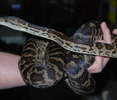 Chilabothrus striatus