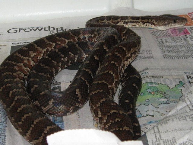 Haitian Boa Chilabothrus striatus