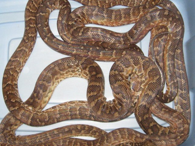 Haitian Boa Chilabothrus striatus