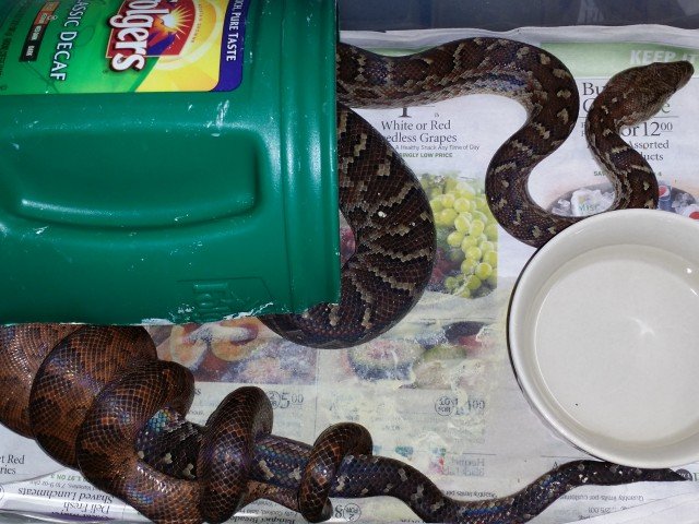 Haitian Boa Chilabothrus striatus