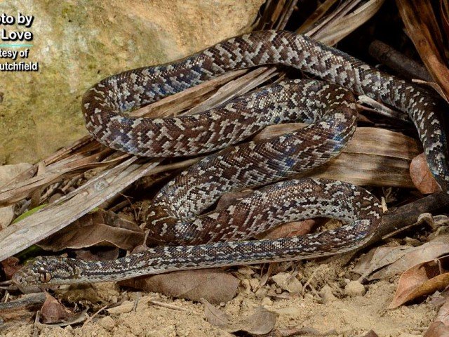 Chilabothrus striatus
