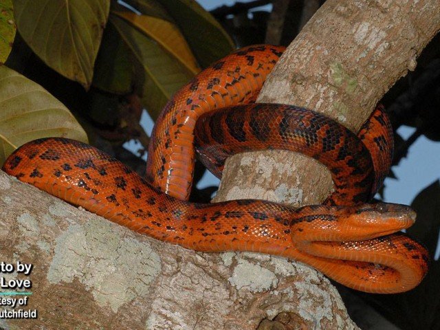 Haitian Boa Chilabothrus striatus