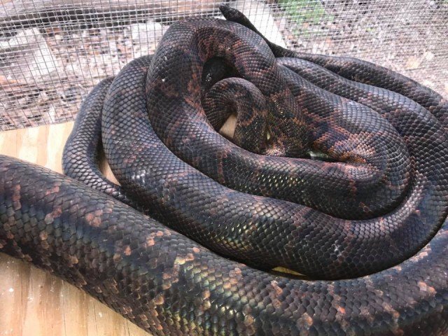 Haitian Boa Chilabothrus striatus