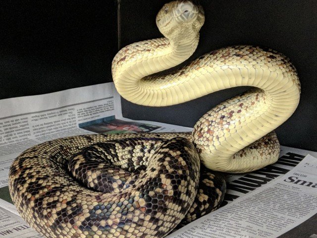 <a href="https://westindianboas.org/west-indian-boas/genus-chilabothrus/subflavus/">Jamaican Boa</a>