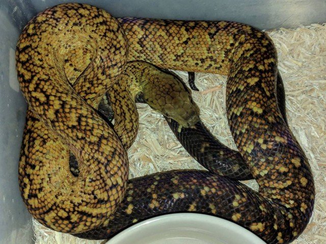 Jamaican Boa