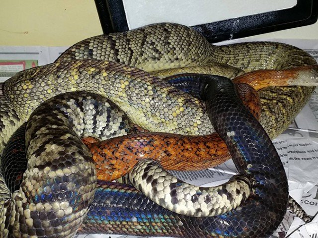 Jamaican Boa