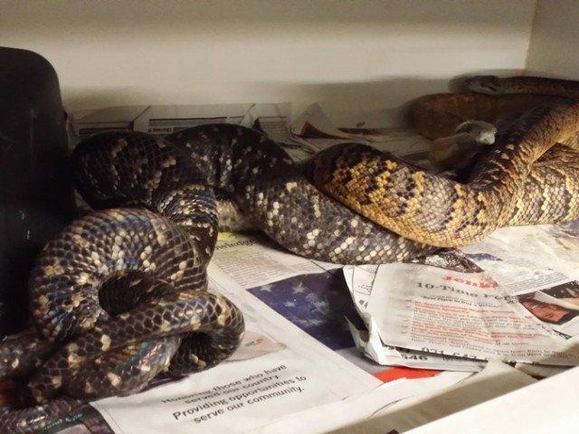 Jamaican Boa