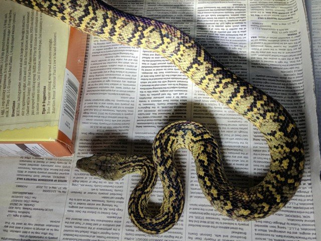 Jamaican Boa