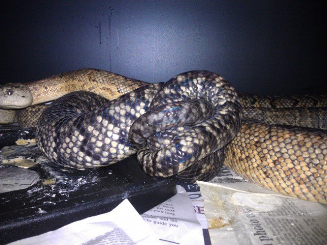 Jamaican Boa Chilabothrus subflavus
