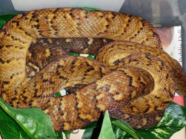 Jamaican Boa
