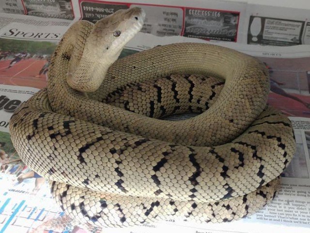 Jamaican Boa
