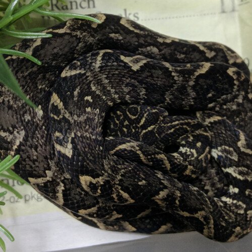 St. Vincent Tree Boa