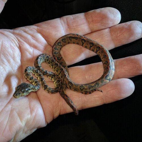 Corallus grenadensis