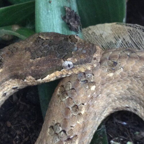 Tropidophis melanurus
