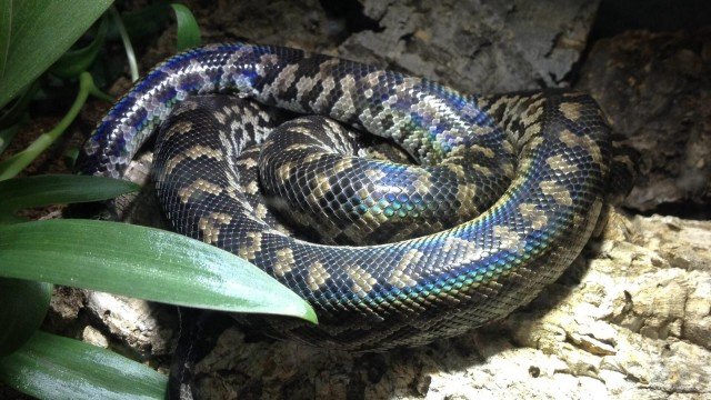 <i>Chilabothrus strigilatus strigilatus</i>