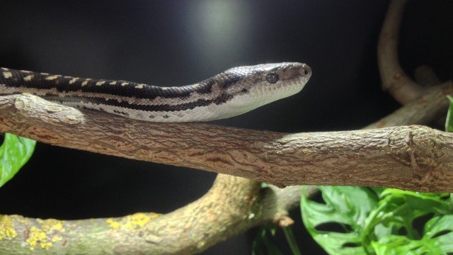 <i>Chilabothrus strigilatus strigilatus</i>