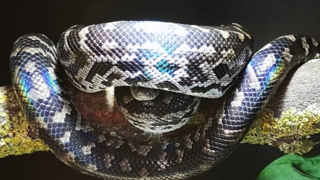 <i>Chilabothrus strigilatus strigilatus</i>