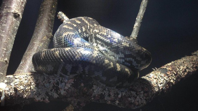 <i>Chilabothrus strigilatus strigilatus</i>