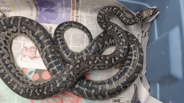 <i>Chilabothrus strigilatus strigilatus</i>