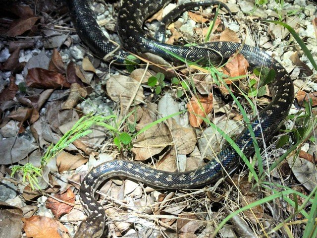 Gravid Chilabothrus fosteri, Bimini Island Boa.
