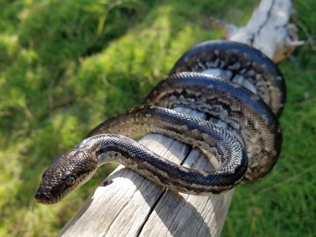 Bimini Boa <i>Chilabothrus strigilatus fosteri</i> This 7 feet female was missing most of her tail. Photo Emily Powell