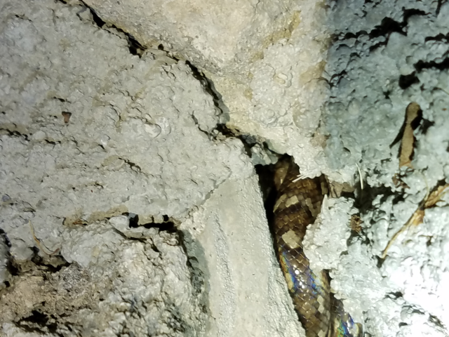 Bimini Boa <i>Chilabothrus strigilatus fosteri</i> This juvenile was located in a rock wall near the Bimini Fountain of Youth. Photo Emily Powell