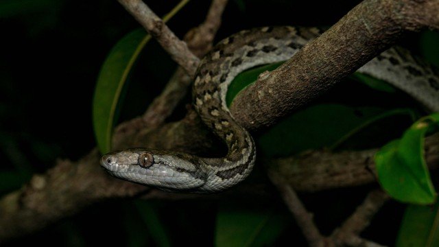 Chilabothrus s. strigilatus, Eleuthera. Photo by Sebastian Hoefer