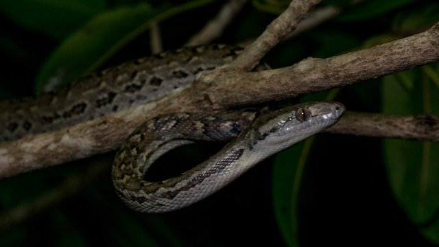 Chilabothrus s. strigilatus, Eleuthera. Photo by Sebastian Hoefer