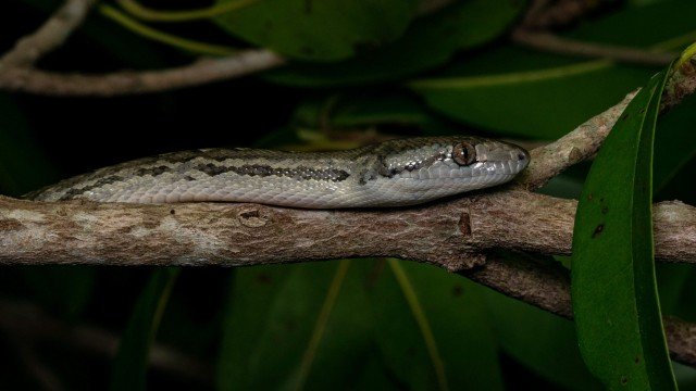 Chilabothrus s. strigilatus, Eleuthera, Photo by Sebastian Hoefer