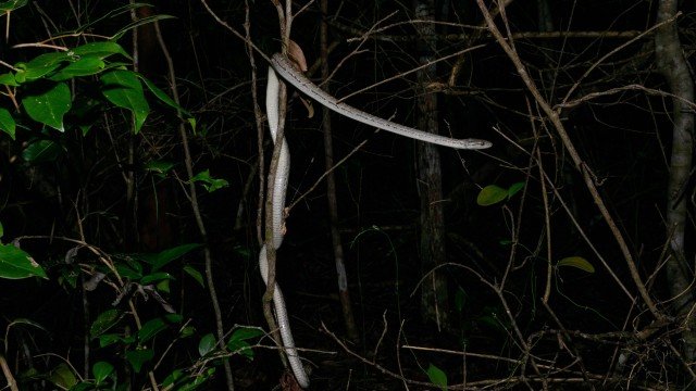 Chilabothrus s. strigilatus on Eleuthera, Photo Sebastian Hoefer